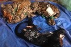 Talking with officials, businesses about wildlife meats