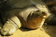 Vietnam home to two of the most endangered turtles