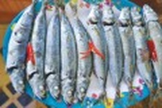 Ly Son Island offers fresh round scads