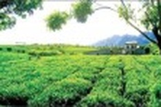 Pure nature in Moc Chau Plateau