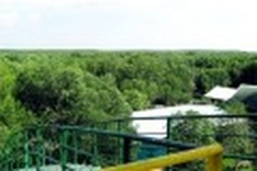 Fresh nature in Vam Sat mangrove forest