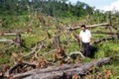 Forests fast shrinking in southeast, central highland regions