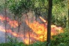 Pine forests gutted by wildfire in central province