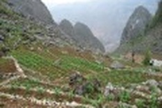 Dong Van Stone Plateau recognised as world geopark