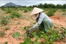 Vietnam: Government leads region in climate change challenge
