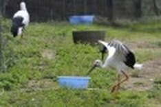 Japan looks to ancient wisdom to save biodiversity