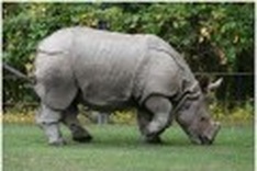 Rare rhino shot, horn chopped, in Vietnam preserve