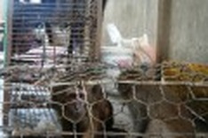 Rare animal butcher-shop busted in Hue