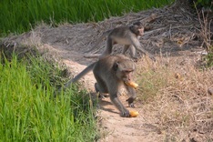Wild monkey nuisance in Soc Trang