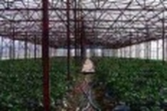 Hanoi to build hi-tech agricultural zone