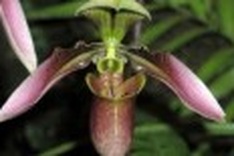 Floral discovery in Quang Tri Province