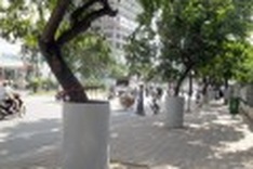 Hanoi tries to protect its precious trees