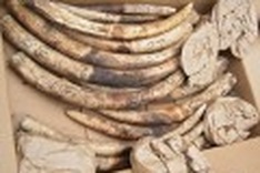 Malaysia seizes 1,000 elephant tusks: reports