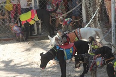 Monkeys have their day on a Vietnamese island