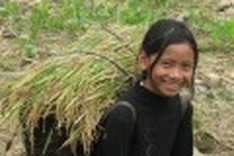 Co Tu ethnic people harvest their fields
