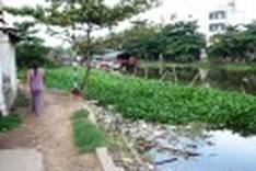 Petechial fever plaguing HCMC