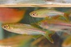12 new freshwater fish species found in Vietnam