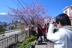 Stunning Japanese cherry blossoms in Sapa
