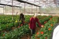 Incentives to be granted for hi-tech agricultural development