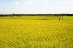 Vietnam pilots agricultural insurance in 21 localities