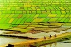 Budget for agriculture sector to rise 28% next year