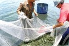 Vietnam's frozen shrimp exports strive amid crisis