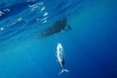 Oceans' fish could disappear in 40 years: UN