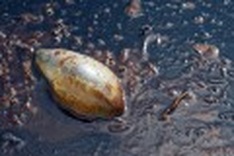 In Photos: Haunting images of the gulf oil disaster