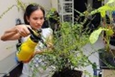 Housekeeping services in demand during Tet