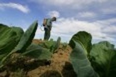 Asia rice output threatened by pesticide overuse