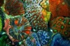 Australia corals to light up cancer cure fight