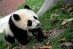 China to launch panda census