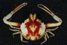Hundreds of new species found in Philippines