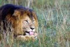 Loss of big predators disrupts Earth ecosystem: study