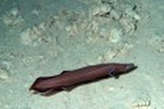 Planet is home to 8.7 million species: study