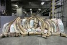Hong Kong seizes nearly 800 smuggled elephant tusks