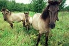 Tarpan wild horses to be reintroduced to Bulgaria