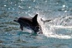 New dolphin species discovered in Australia