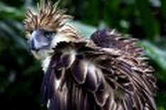 Near-extinct Philippine eagle shot dead