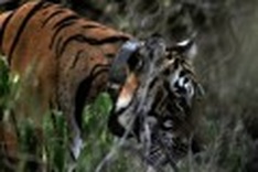 Conservationists slam moves to ban India tiger tourism