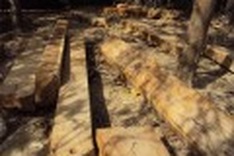 DTiNews exposes illegal loggers