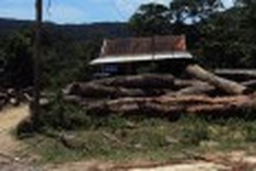 Illegal loggers operating right under the nose of authorities