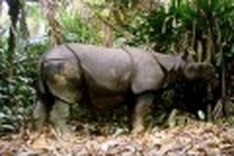 Rare Javan rhino found dead in Indonesia