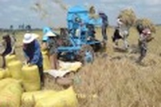 Thai rice exports to drop on unrest, demand, expert predicts