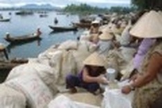 Vietnam’s rice exports to increase sharply this year