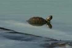 Experts discuss ways to save Hanoi’s legendary turtle