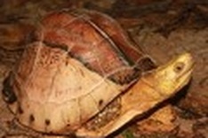 Rare turtle’s habitat discovered in Vietnam’s Central Highlands