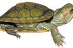 Red-eared turtle imports banned to protect ecosystem
