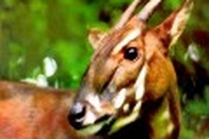 Saola preservation project kicks off in Hue