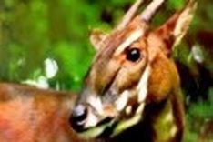Central province receives WWF fund to preserve endangered mammals